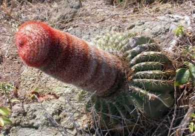 Obrázek cactuspenis
