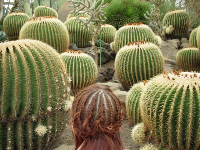 Obrázek cactussen