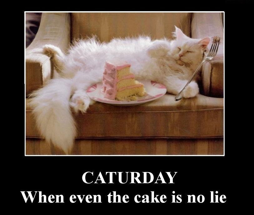 Obrázek cake caturday