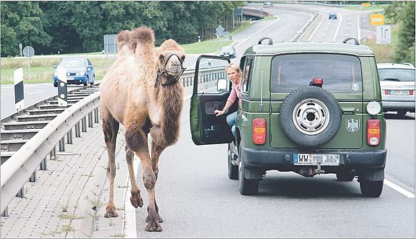 Obrázek camel
