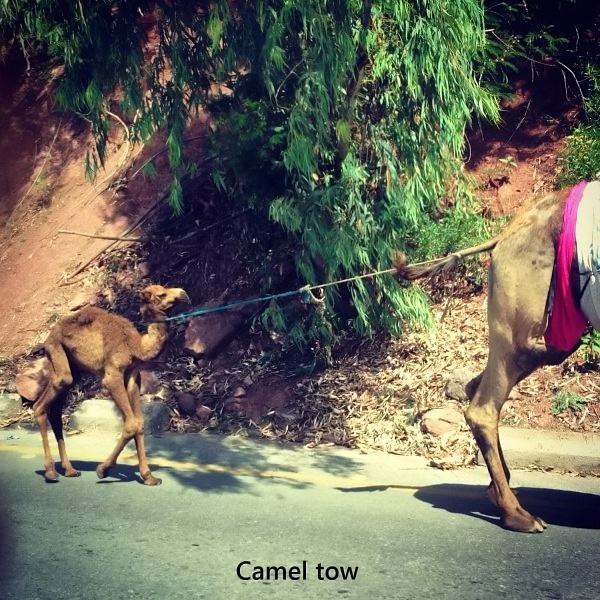 Obrázek camel tow  