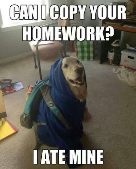 Obrázek can i copy your dog i ate mine