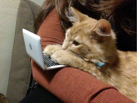 Obrázek can i haz a apple