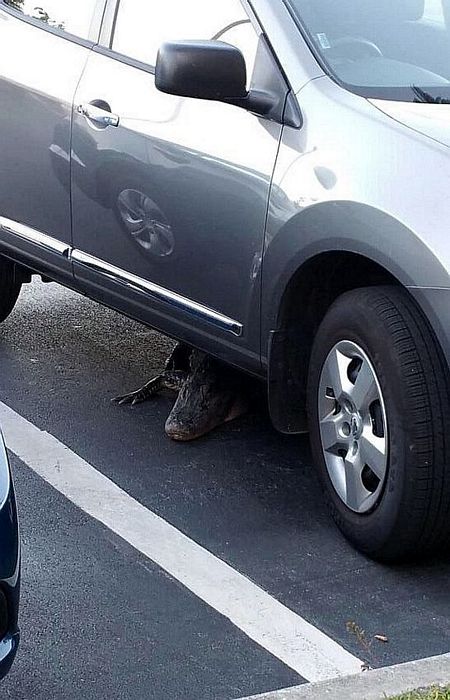 Obrázek car theft alarm engaged