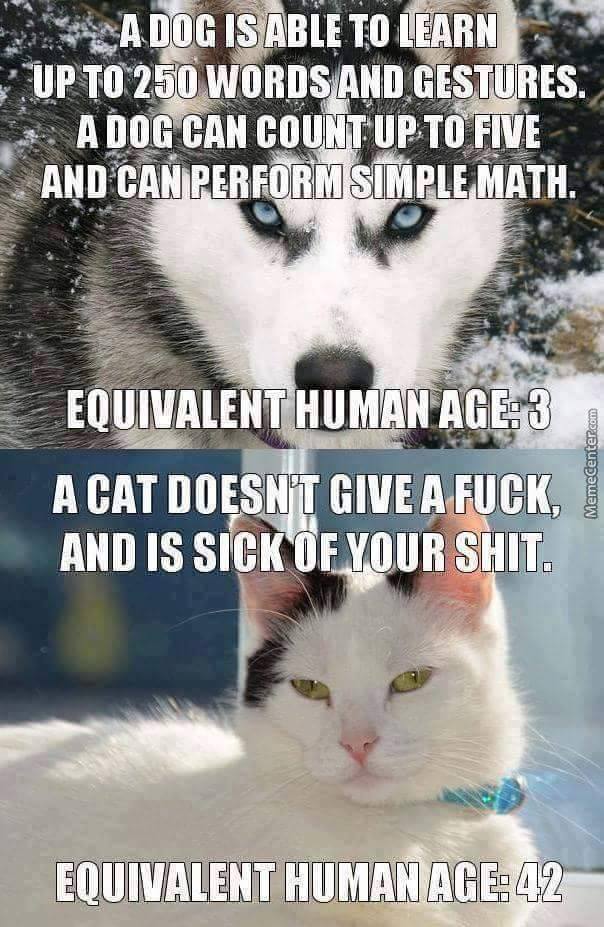 Obrázek cat-age-vs-dog-age