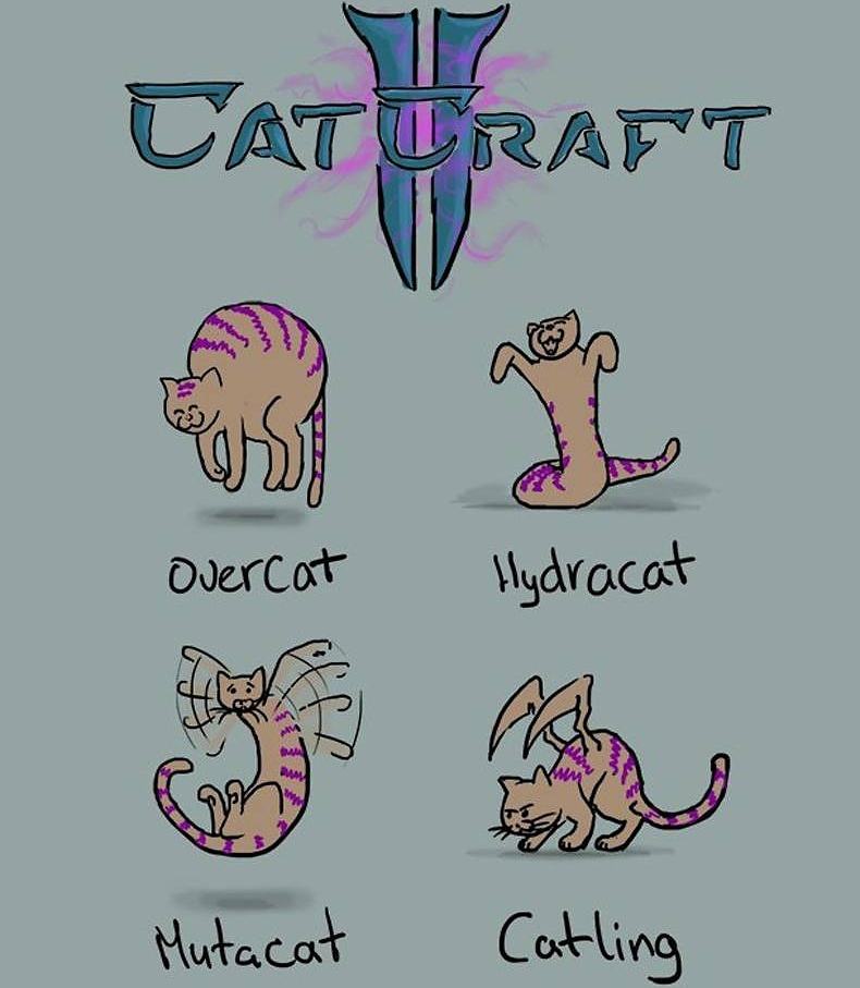 Obrázek cat-craft