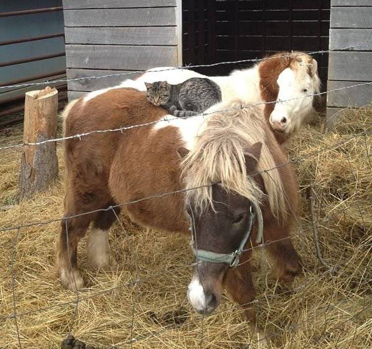 Obrázek cat-horse-place