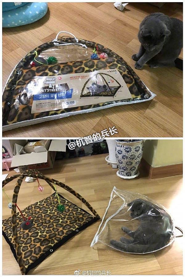 Obrázek cat-petstreet