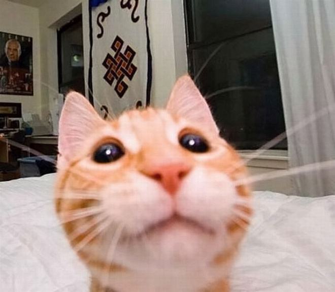 Obrázek cat-selfie