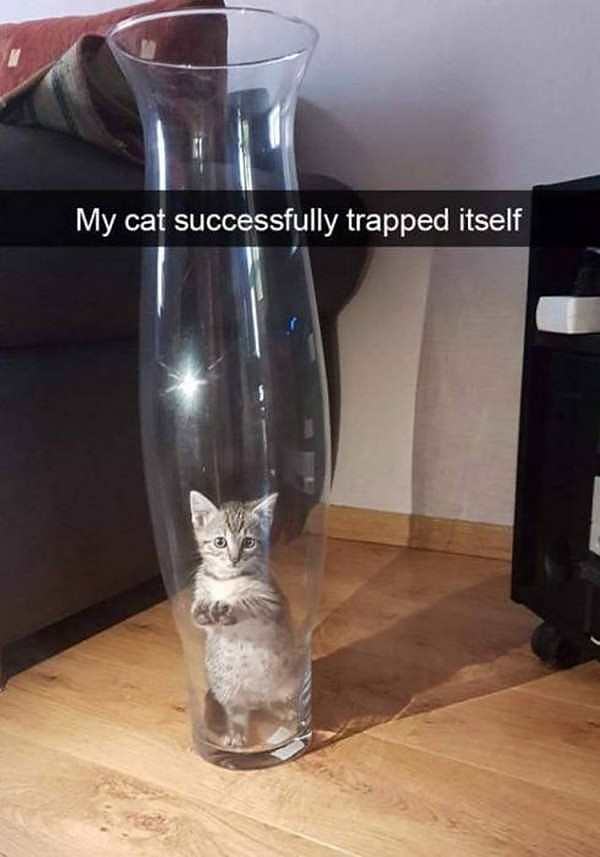 Obrázek cat-trapped   