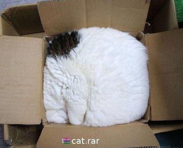 Obrázek cat.rar