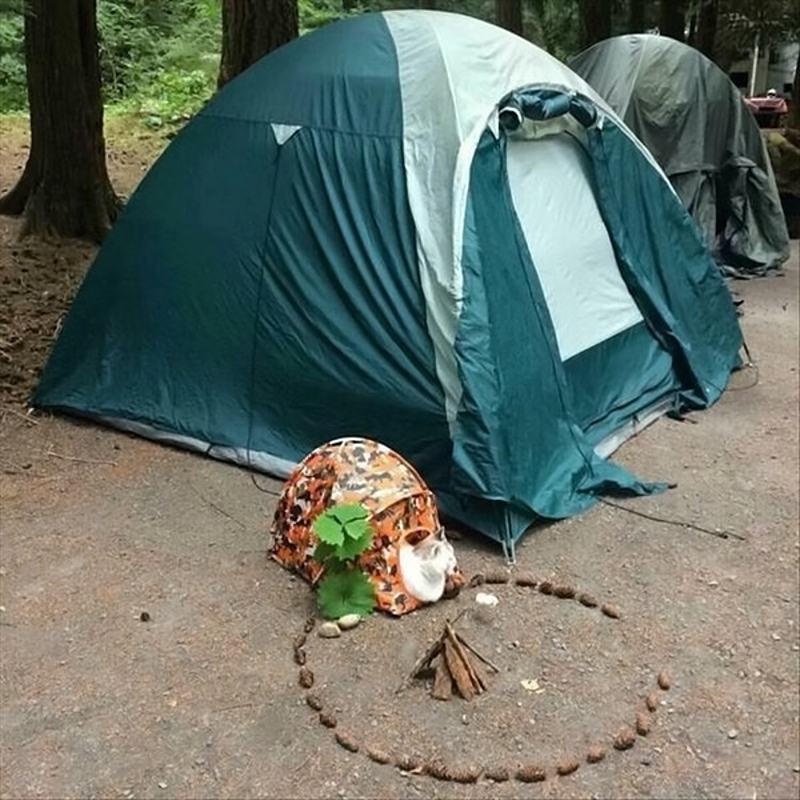 Obrázek catCamping