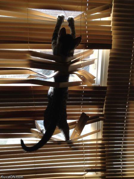 Obrázek cat and blinds