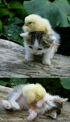 Obrázek cat and chick