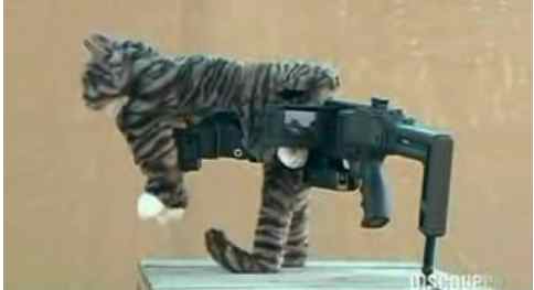 Obrázek cat camoflaugue