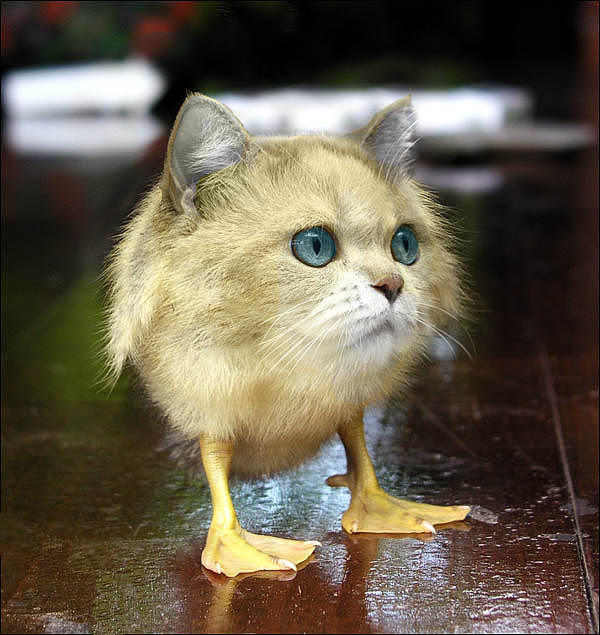 Obrázek cat duck