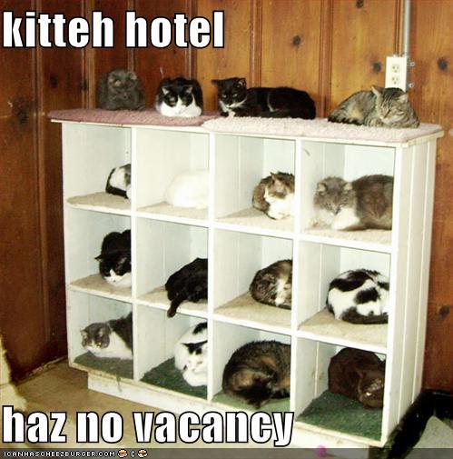 Obrázek cat hotel 