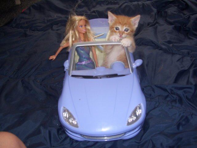 Obrázek cat in car