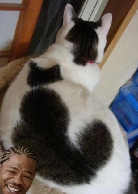 Obrázek cat in cat