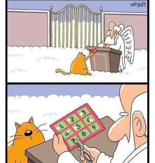 Obrázek cat in the heaven