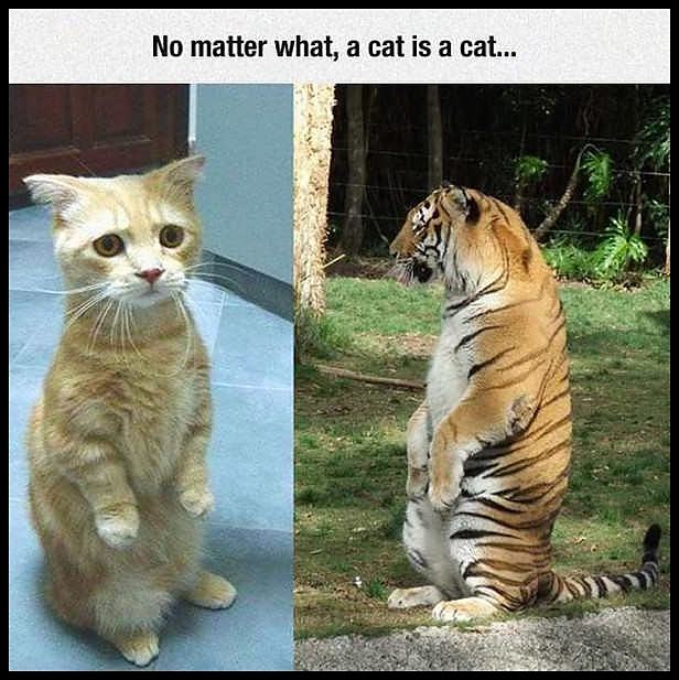 Obrázek cat is a cat   