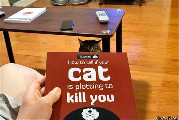 Obrázek cat is plotting to kill you