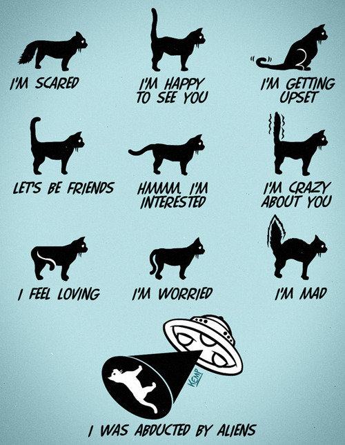 Obrázek cat language