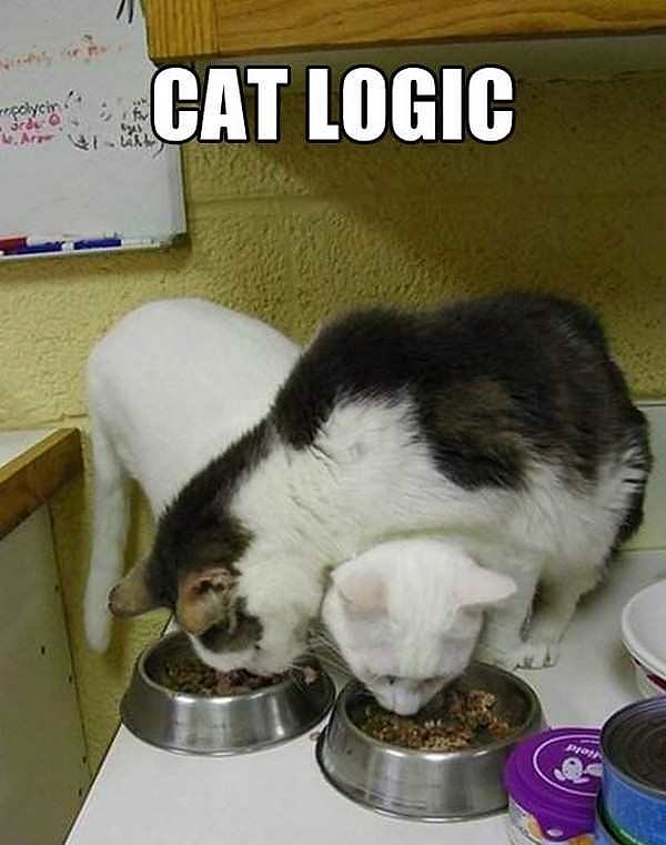 Obrázek cat logic98J7