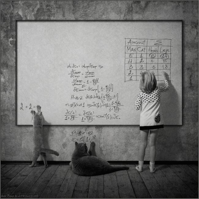 Obrázek cat math