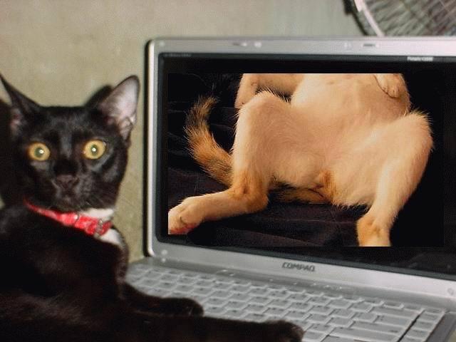 Obrázek cat porn