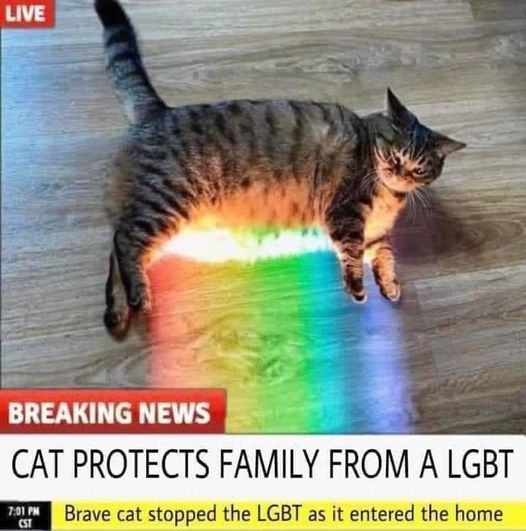 Obrázek cat protects