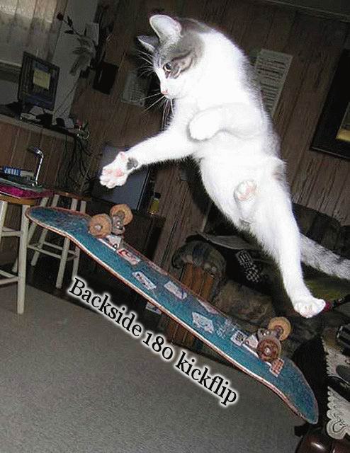 Obrázek cat skateboarding