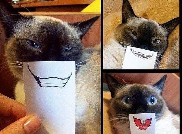 Obrázek cat smile