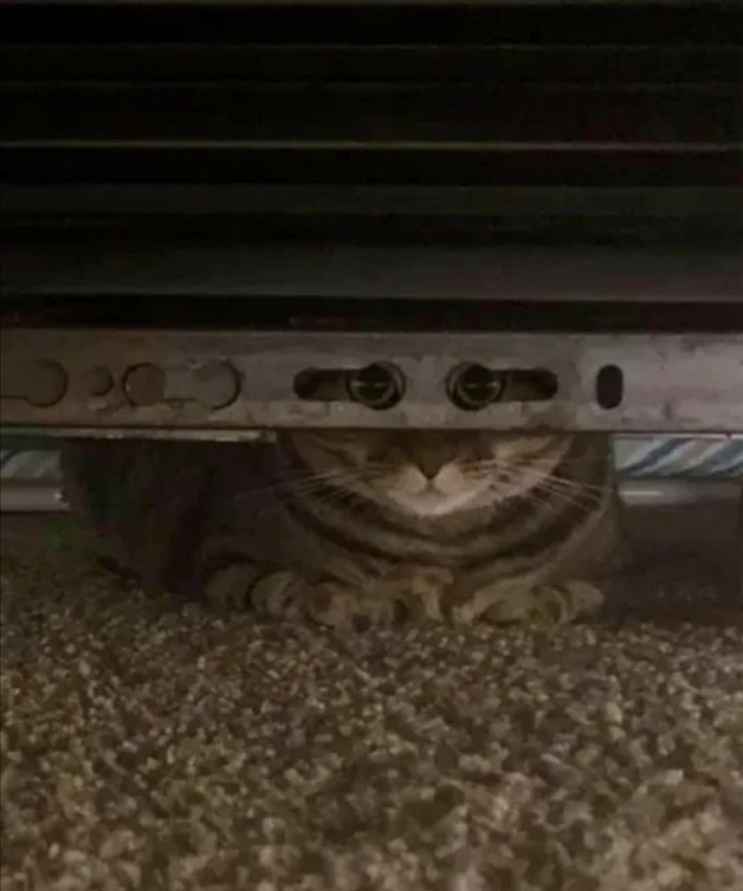 Obrázek cat spy