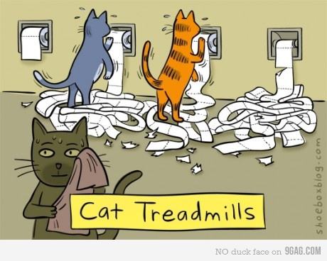 Obrázek cat treadmills