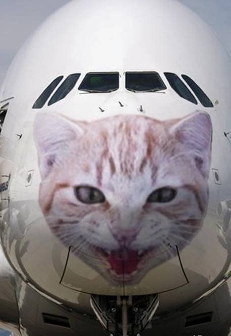 Obrázek catair