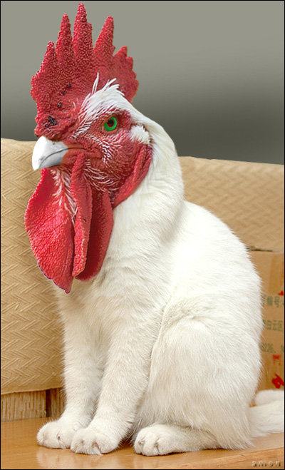 Obrázek catcock