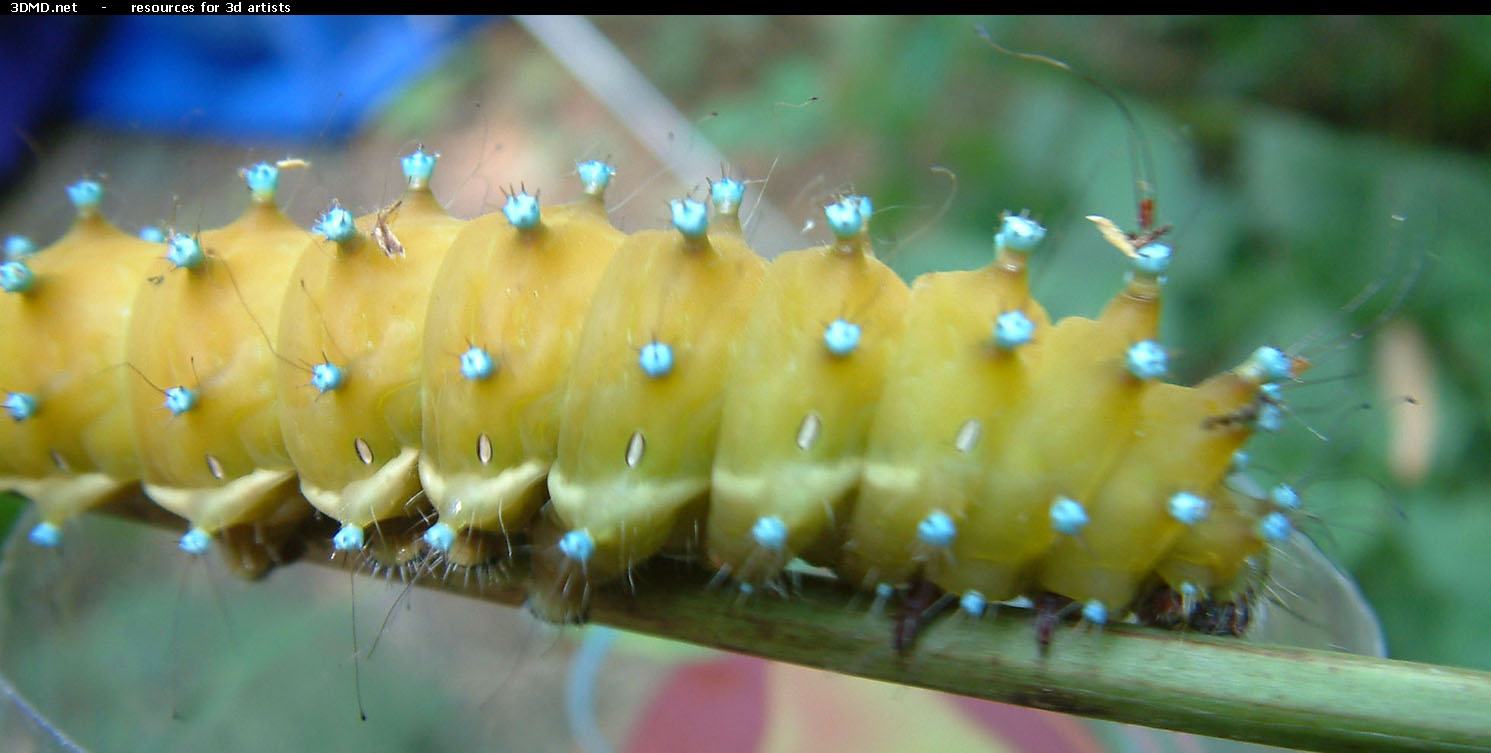 Obrázek caterpillar photo 03