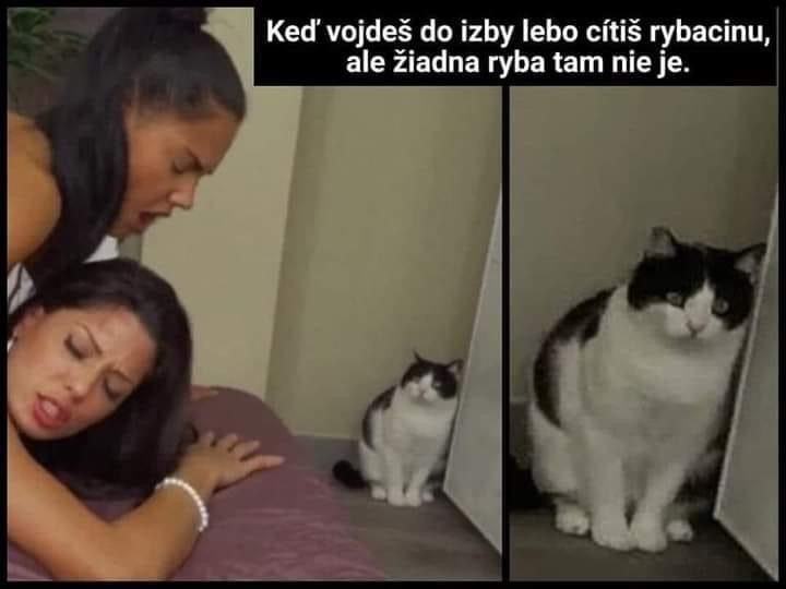Obrázek catfishh