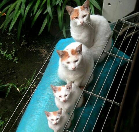 Obrázek cats