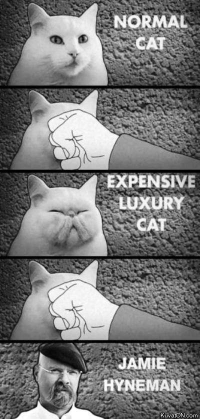 Obrázek cats evolution