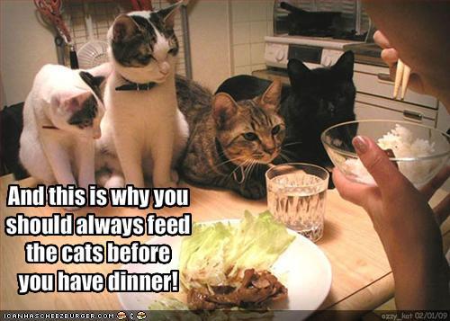 Obrázek cats hate dinner