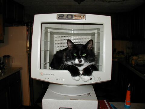 Obrázek catscreen