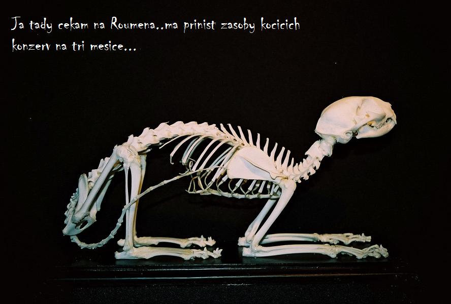 Obrázek catskeleton