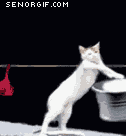 caturday laundry