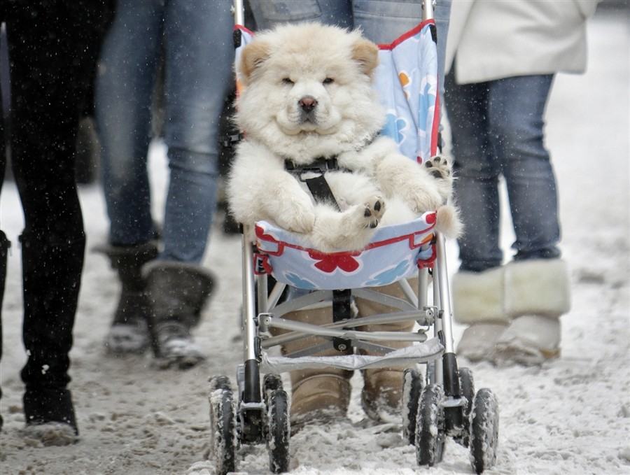 Obrázek cau cau baby