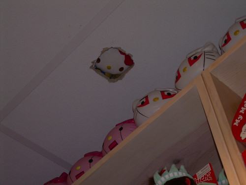 Obrázek ceiling kitty