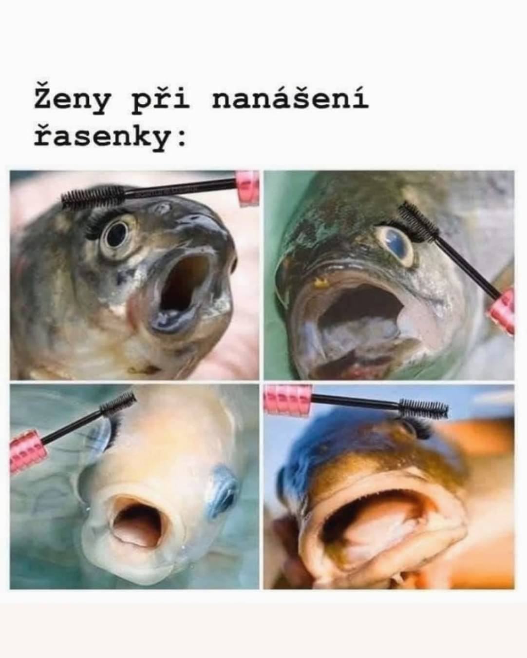 Obrázek cela katka