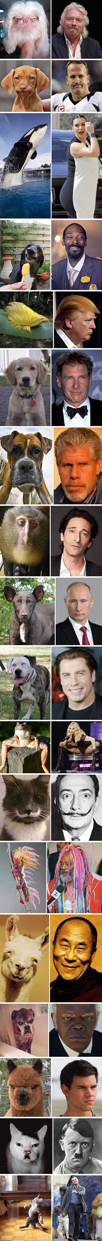Obrázek celebrities dogs lookalike