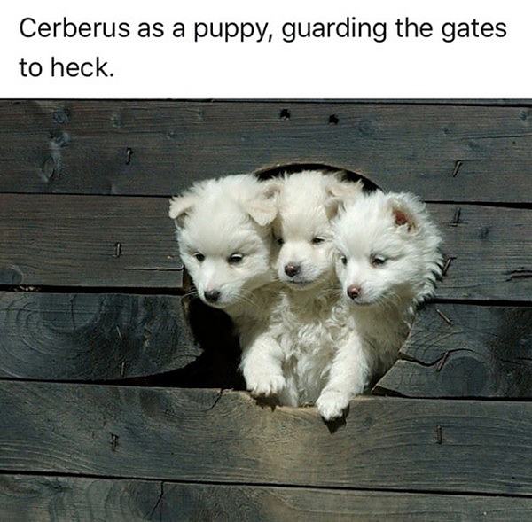 Obrázek cerberus as a puppy